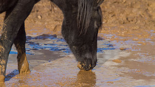 Libinje: Velebitski divlji konji, Foto: Leo Banić
