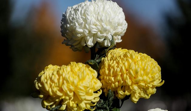 krizanteme krizantema cvijeće svisveti svisvete groblje