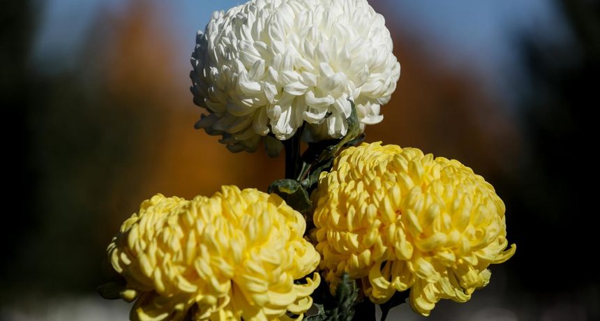 krizanteme krizantema cvijeće svisveti svisvete groblje