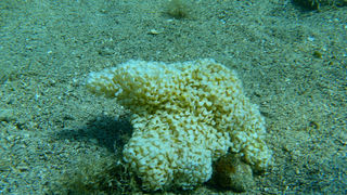 OLYMPUS DIGITAL CAMERA OLYMPUS DIGITAL CAMERA