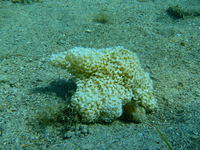 OLYMPUS DIGITAL CAMERA OLYMPUS DIGITAL CAMERA