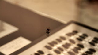 Izlozba A sto ako vam se svidjam? u Gradskoj lozi Izlozba A sto ako vam se svidjam? u Gradskoj lozi