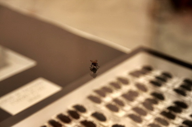 Izlozba A sto ako vam se svidjam? u Gradskoj lozi Izlozba A sto ako vam se svidjam? u Gradskoj lozi