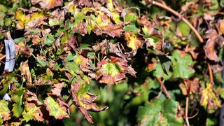 Boje jeseni u vinogradu Boje jeseni u vinogradu