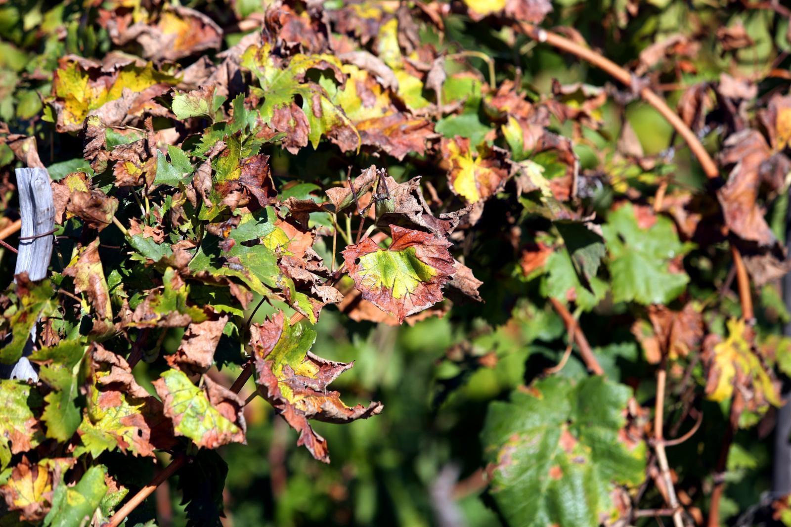 Boje jeseni u vinogradu Boje jeseni u vinogradu