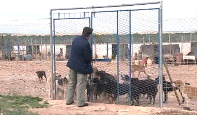 Benkovački azil za pse (Foto: Dnevnik.hr)