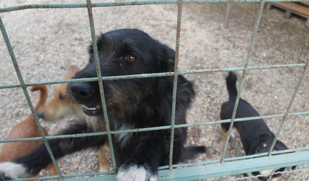 Azil Prijatelji Čakovec