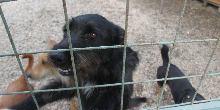 Azil Prijatelji Čakovec