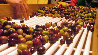 Image 1191207 (auto)