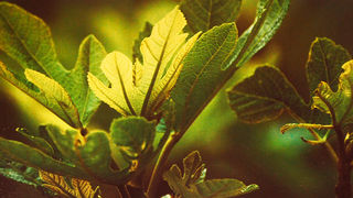 Izložba fotografija Ive Pervana i Mladena Radolovića Mrlje u crkvi SV.Donata Izložba fotografija Ive Pervana i Mladena Radolovića Mrlje u crkvi SV.Donata