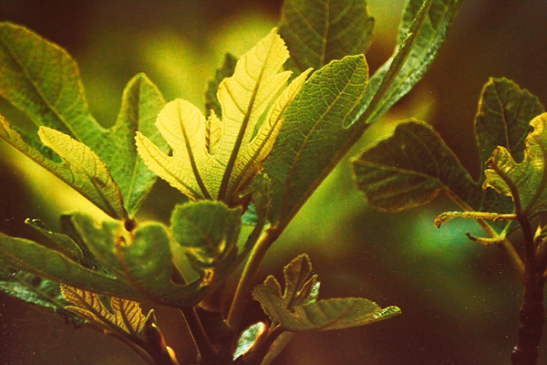 Izložba fotografija Ive Pervana i Mladena Radolovića Mrlje u crkvi SV.Donata Izložba fotografija Ive Pervana i Mladena Radolovića Mrlje u crkvi SV.Donata