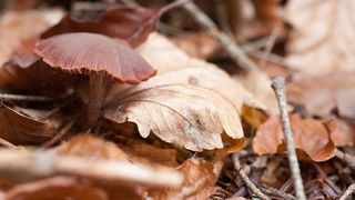 Lička jesen u znaku gljiva, Foto: Leo Banić