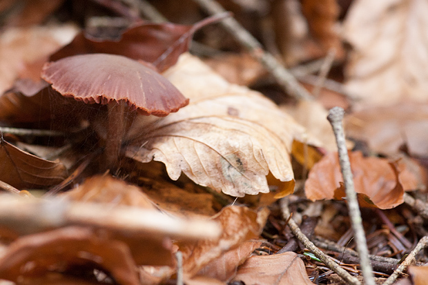 Lička jesen u znaku gljiva, Foto: Leo Banić
