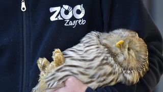 Rastopit će vam srce: Ozlijeđene sove na oporavku u zagrebačkom Zološkom vrtu