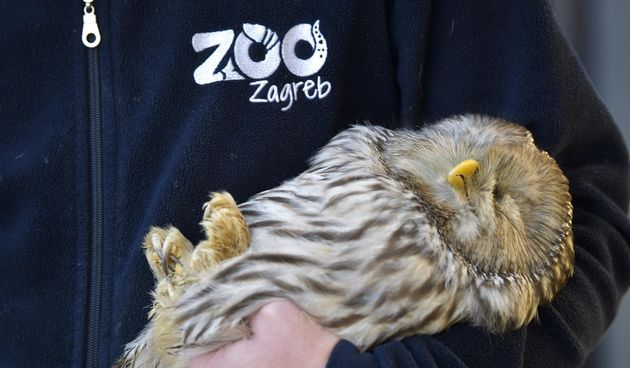 Rastopit će vam srce: Ozlijeđene sove na oporavku u zagrebačkom Zološkom vrtu