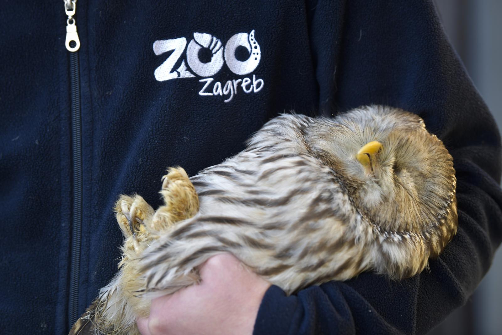 Rastopit će vam srce: Ozlijeđene sove na oporavku u zagrebačkom Zološkom vrtu