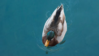 Đir po gradu, 17. siječnja 2025.