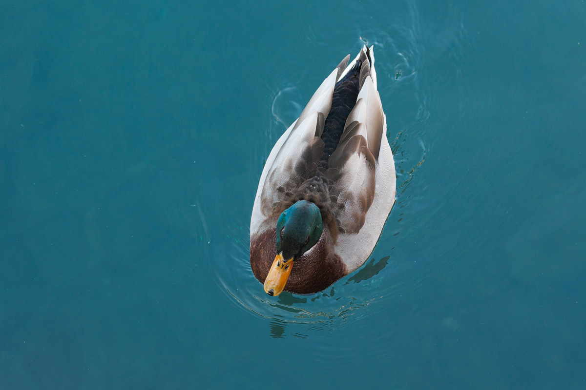 Đir po gradu, 17. siječnja 2025.