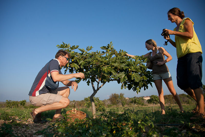 OPG Damjanić-Babac, foto: Darko Belančić OPG Damjanić-Babac, foto: Darko Belančić