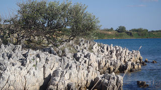 OLYMPUS DIGITAL CAMERA OLYMPUS DIGITAL CAMERA