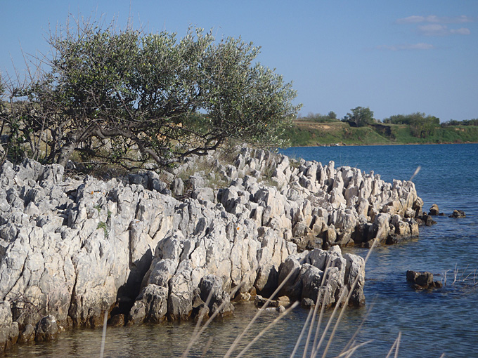 OLYMPUS DIGITAL CAMERA OLYMPUS DIGITAL CAMERA