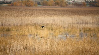 Đir uz Vransko jezero, Foto: Iva Perinić Đir uz Vransko jezero, Foto: Iva Perinić
