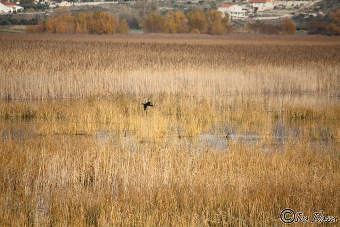Đir uz Vransko jezero, Foto: Iva Perinić Đir uz Vransko jezero, Foto: Iva Perinić