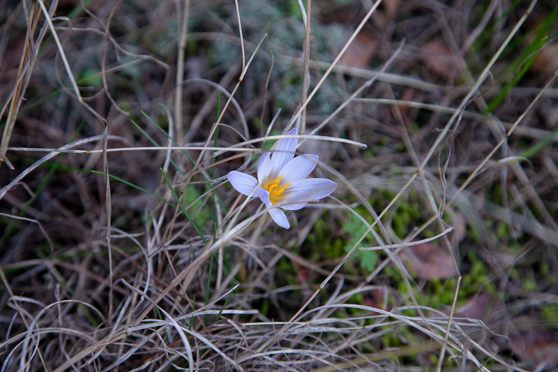 Ugodno prijepodne uz tok rijeke Karešnice i stare zapuštene mlinove, foto: Darko Belančić