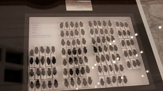 Izlozba A sto ako vam se svidjam? u Gradskoj lozi Izlozba A sto ako vam se svidjam? u Gradskoj lozi