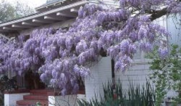 Biljke penjacice (Zena.hr)