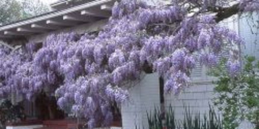 Biljke penjacice (Zena.hr) Biljke penjacice (Zena.hr)