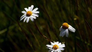 Zaigrani oblaci nad Likom