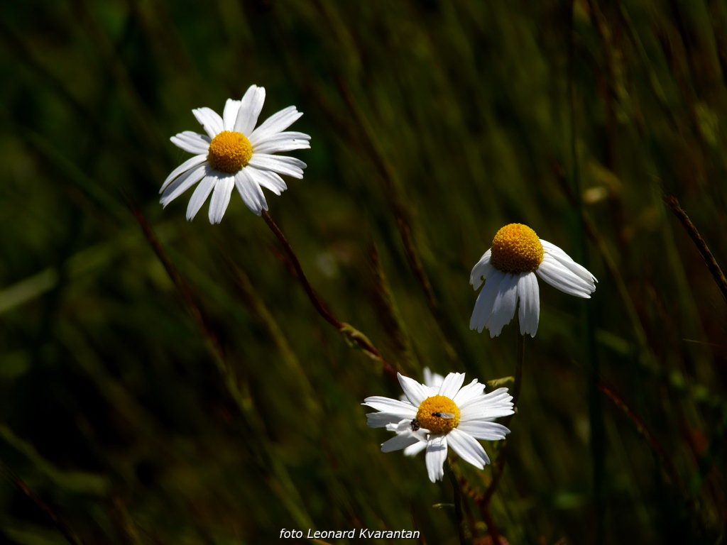 Zaigrani oblaci nad Likom