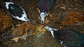 Farma “Dar-mar” (foto:Saša Čuka)