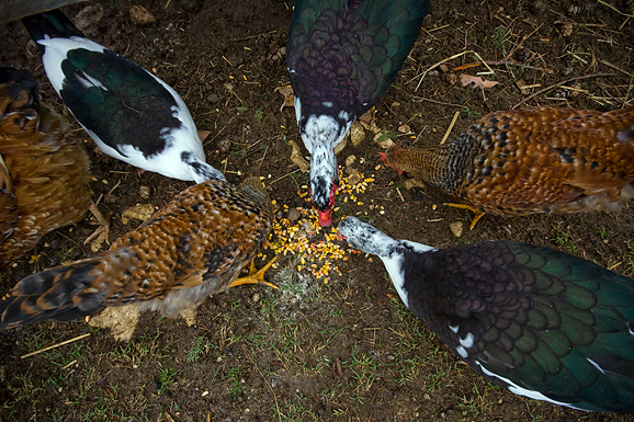 Farma “Dar-mar” (foto:Saša Čuka)