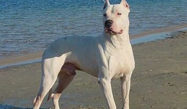 Argentinska doga (Foto:www.cz-pes.cz)