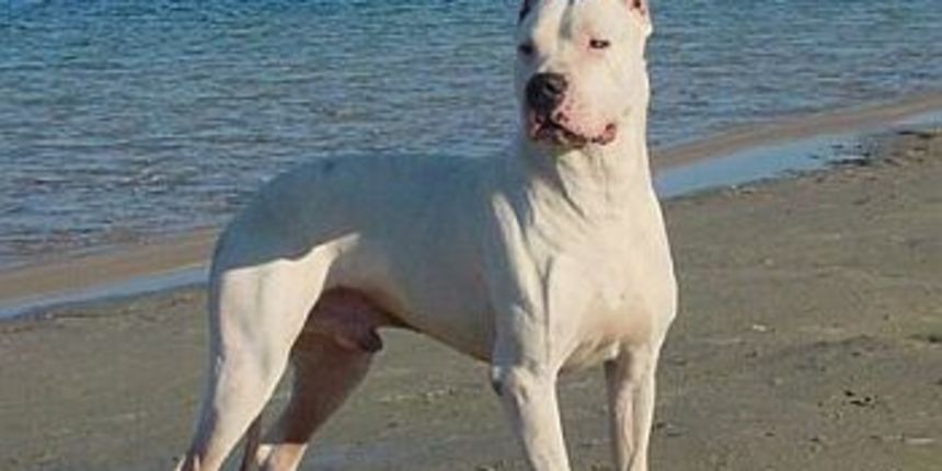 Argentinska doga (Foto:www.cz-pes.cz)