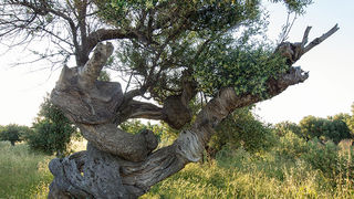 Biograd na moru: Otvorena izložba fotografija “Lunjske masline” Biograd na moru: Otvorena izložba fotografija “Lunjske masline”