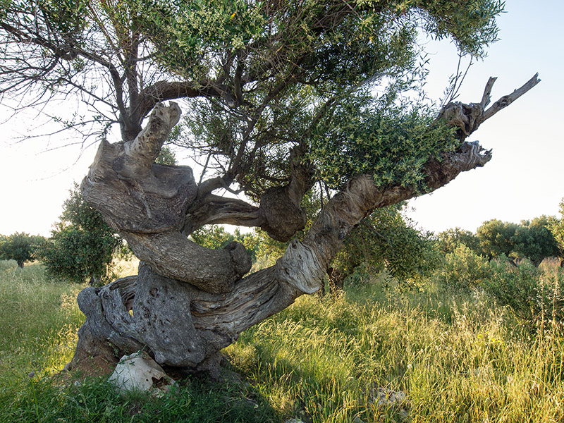 Biograd na moru: Otvorena izložba fotografija “Lunjske masline” Biograd na moru: Otvorena izložba fotografija “Lunjske masline”