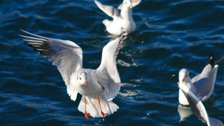 Galebovi u Jazinama, Foto: Leo Banić
