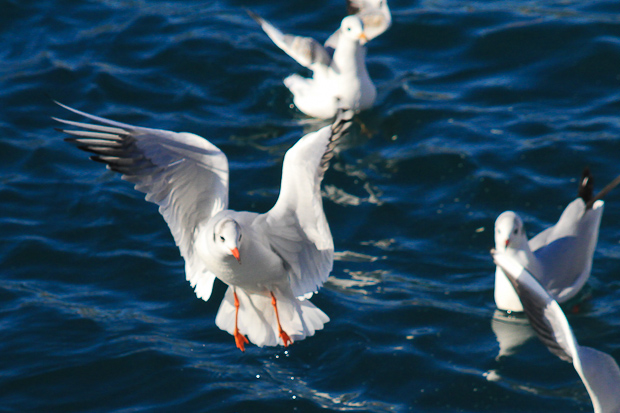 Galebovi u Jazinama, Foto: Leo Banić