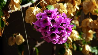 Iške crtice u objektivu Leonarda Kvarantana