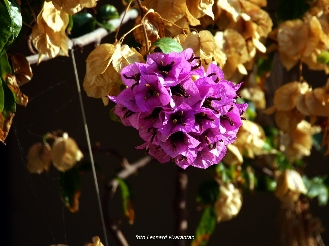 Iške crtice u objektivu Leonarda Kvarantana