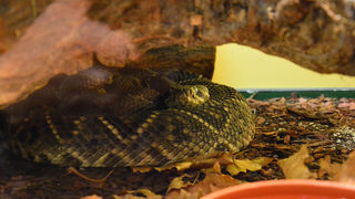 Otvorenje izložbe “Zmije – opasna ljepota”, foto: Iva Perinčić Otvorenje izložbe “Zmije – opasna ljepota”, foto: Iva Perinčić