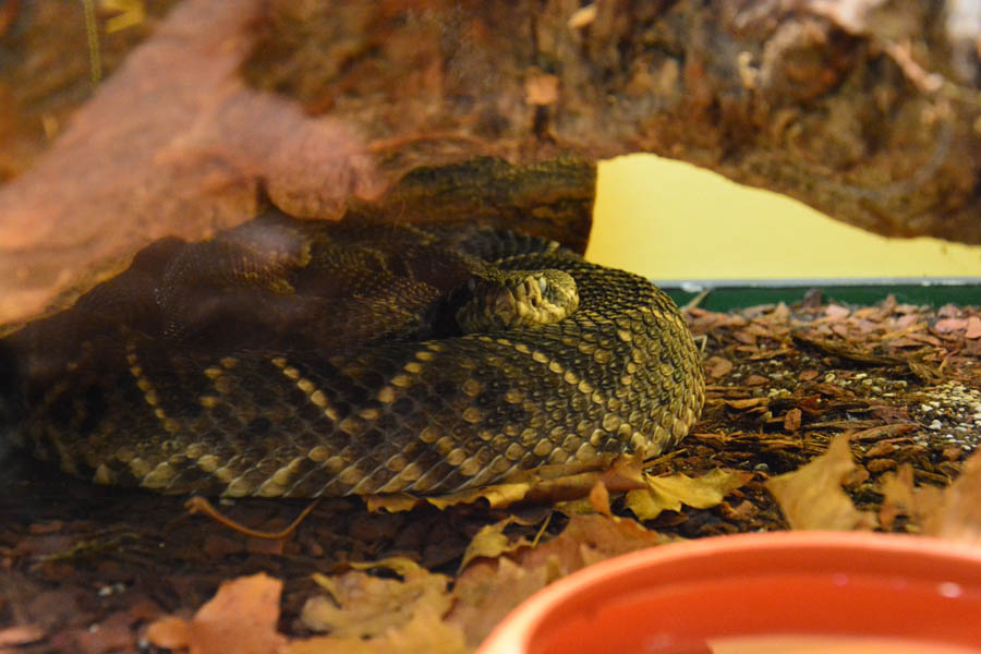 Otvorenje izložbe “Zmije – opasna ljepota”, foto: Iva Perinčić Otvorenje izložbe “Zmije – opasna ljepota”, foto: Iva Perinčić