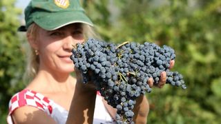 Drniš: Berba grožđa sa više od milijun čokota vinove loze, Photo: Duško Jaramaz/PIXSELL