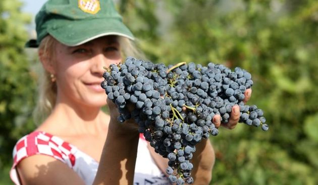 Drniš: Berba grožđa sa više od milijun čokota vinove loze, Photo: Duško Jaramaz/PIXSELL