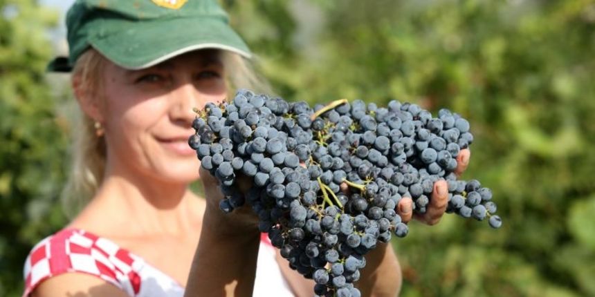 Drniš: Berba grožđa sa više od milijun čokota vinove loze, Photo: Duško Jaramaz/PIXSELL Drniš: Berba grožđa sa više od milijun čokota vinove loze, Photo: Duško Jaramaz/PIXSELL
