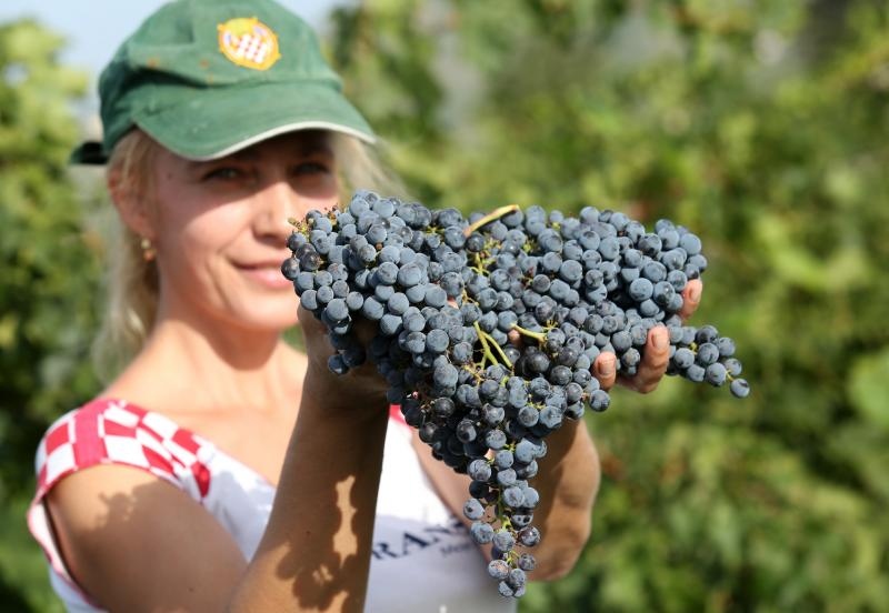 Drniš: Berba grožđa sa više od milijun čokota vinove loze, Photo: Duško Jaramaz/PIXSELL