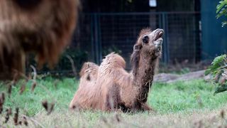 U Zoološki vrt Grada Zagreba stigla je mlada dvogrba deva Zsofia